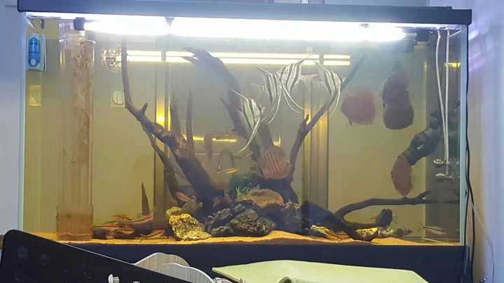 养铅笔鱼 鱼缸_鱼缸养什么鱼最赚钱_80鱼缸养水虎鱼