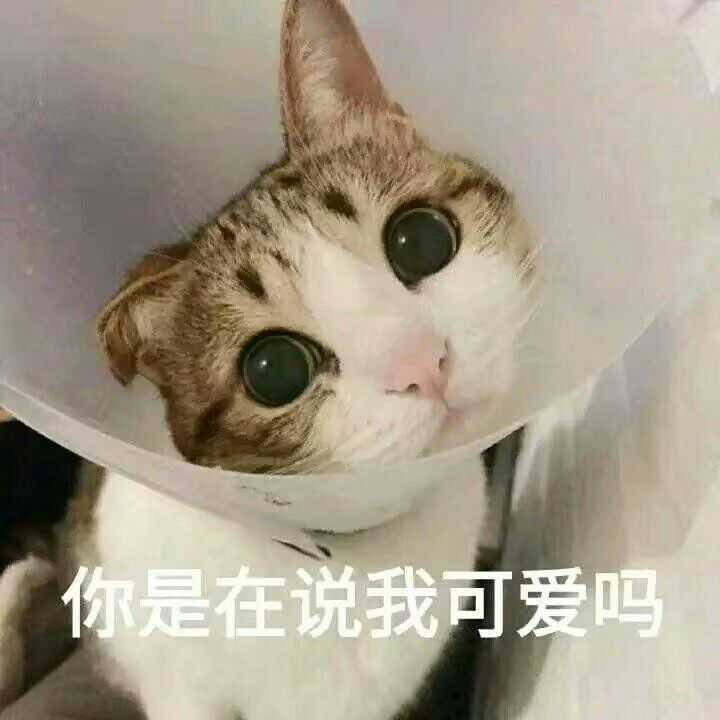 有哪些可爱的表情包?