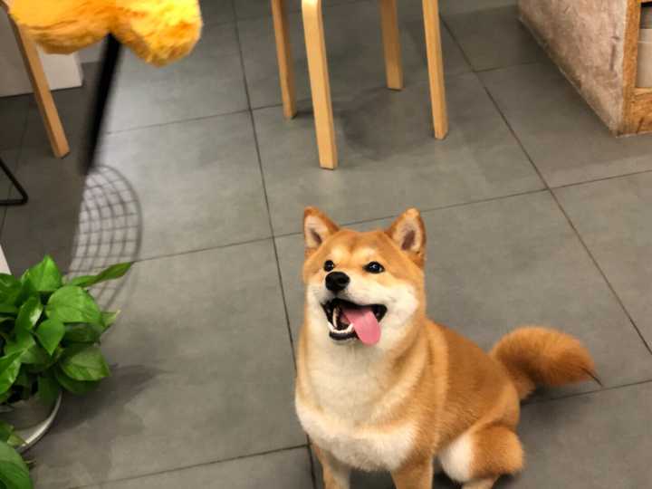 养柴犬是种怎样的体验?