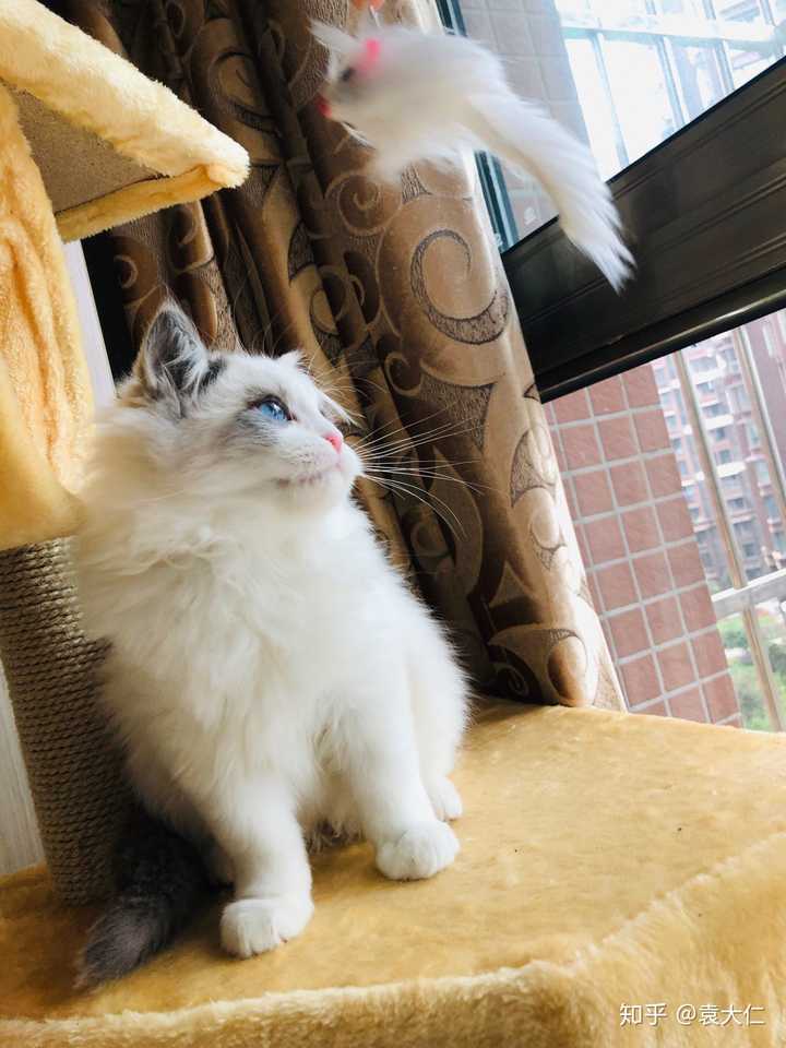 (来自家里不准养猫的学生党)