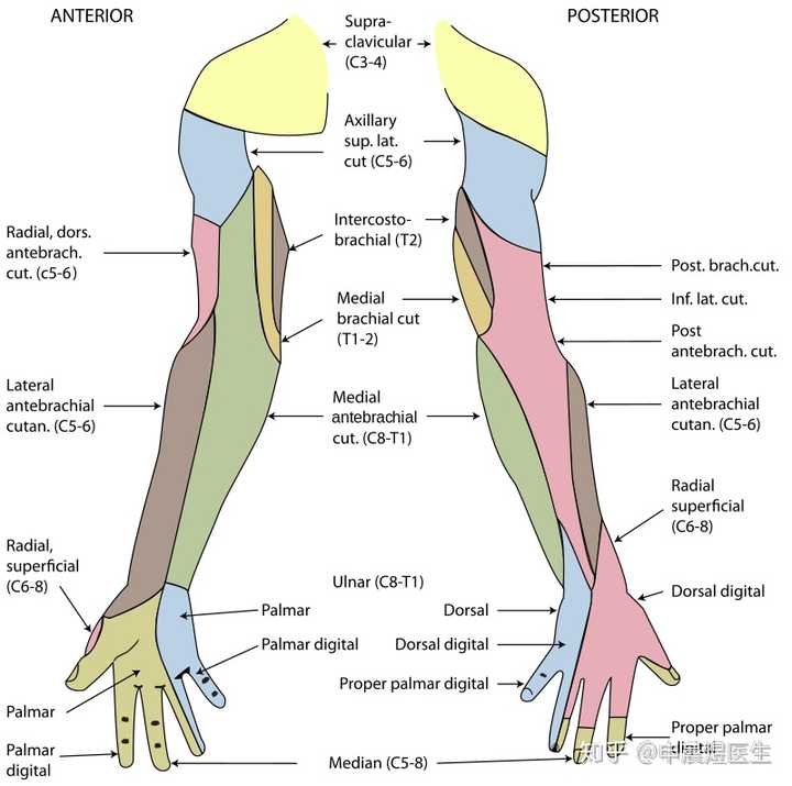 桡神经负责支配上肢的伸肌,功能包括伸腕,伸手指和伸肘.