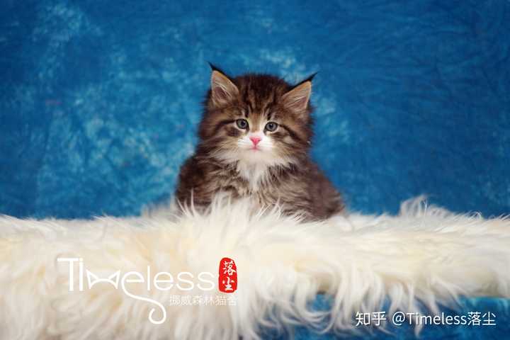 第一次养猫选布偶还是挪威森林猫比较好?