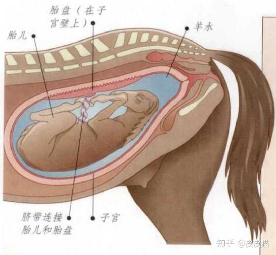 卵胎生能否看成由爬行动物向哺乳动物过渡的一个阶段