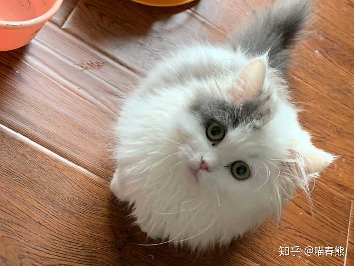 可以分享一张你们家猫咪最好看的照片吗?