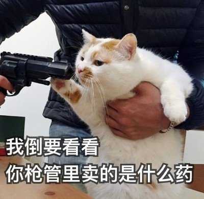 请问有没有猫咪的表情包?