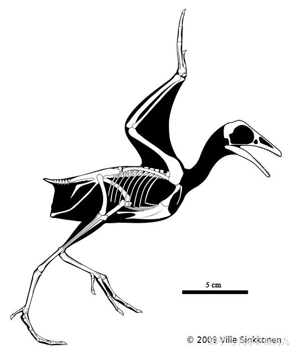 鱼鸟的生态位接近现代的海鸥等鸟类,它们的骨骼构造已经非常先进,但