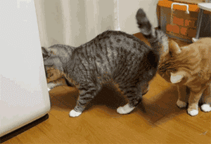 猫咪爱主人会以什么形式表现出来