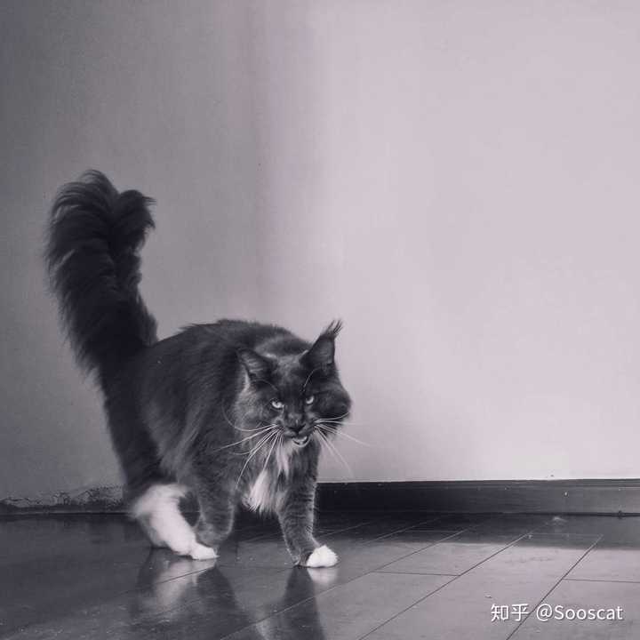 和缅因猫mainecoon相处有哪些乐趣
