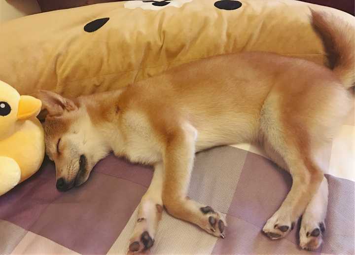 养柴犬是种怎样的体验?