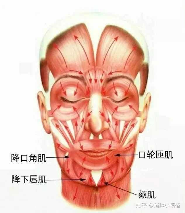 对于面部产生下拉力量的肌肉,主要是 颈阔肌以及降口角肌,也就是下面