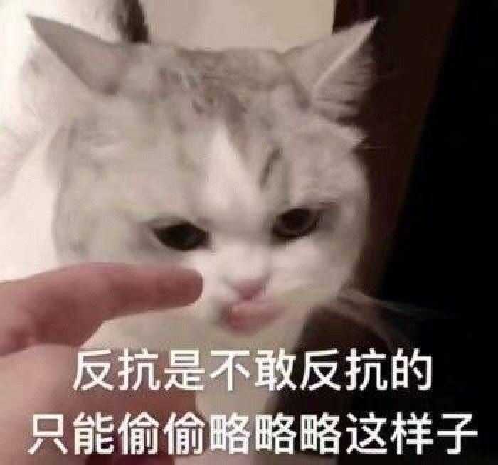 有哪些可爱到哭泣的猫咪图片或者表情包?