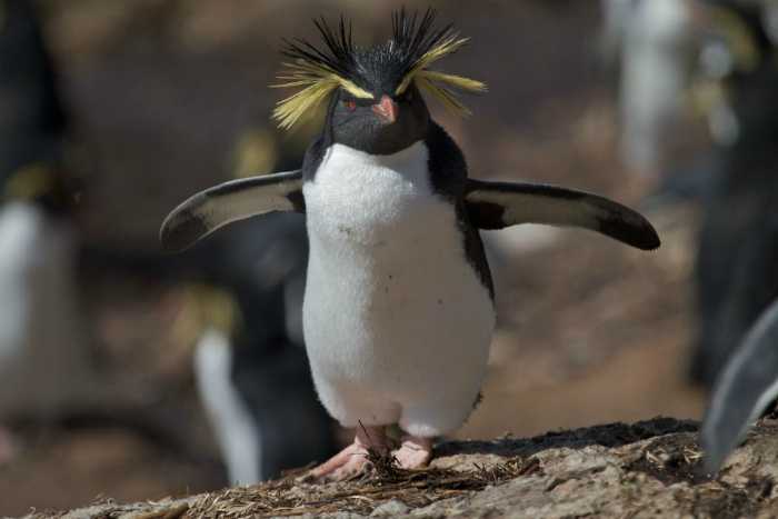 竖冠企鹅的冠羽全都是向上挺立着的,而跳岩企鹅有自然下垂的冠羽.