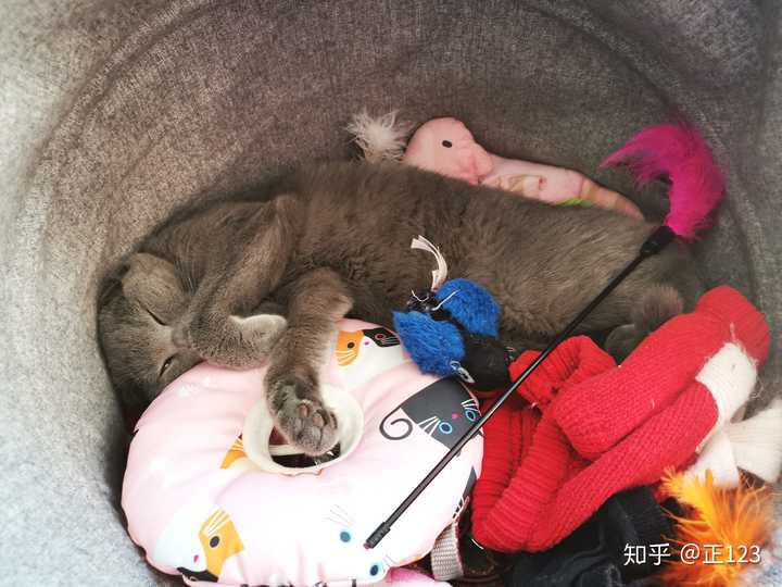 你家猫的睡觉姿势有多么奇葩?
