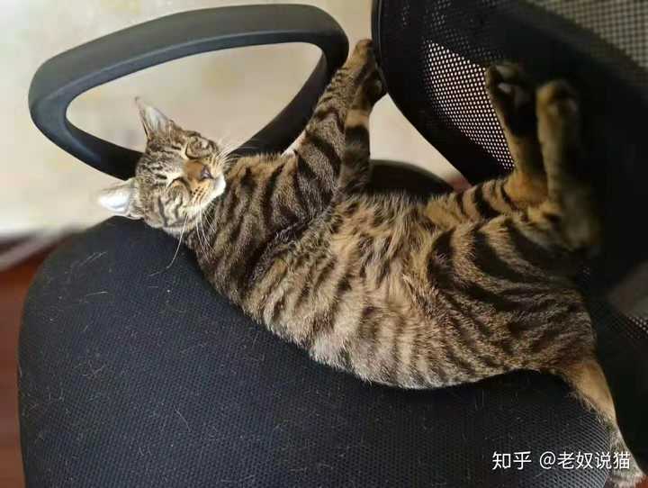 我的狸花猫,俗称大狸子