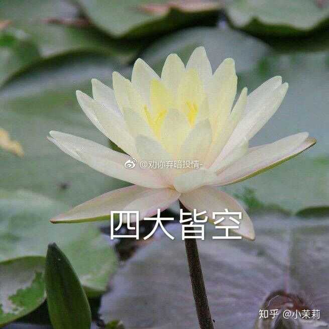 有哪些有意思的社交软件头像?