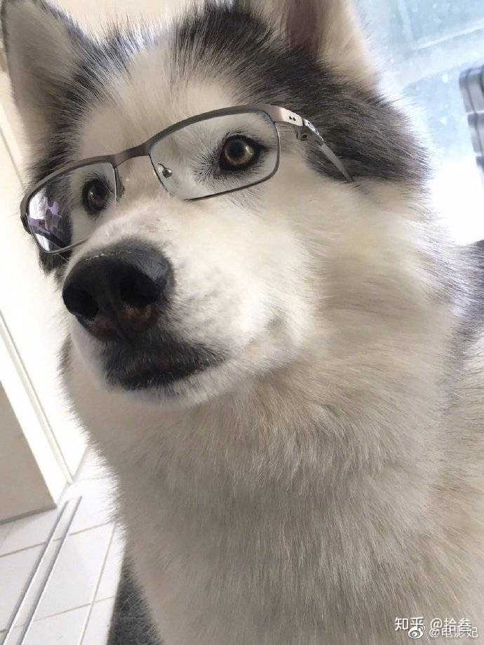 有没有戴眼镜的狗头头像?