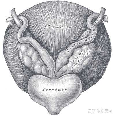 精囊前列腺解剖图