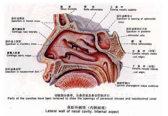 在跟大家聊之前,先给大家看一张鼻子的结构图