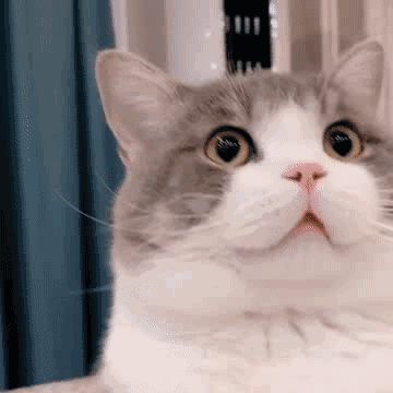 壁纸 动物 猫 猫咪 小猫 桌面 360_360 gif 动态图 动图
