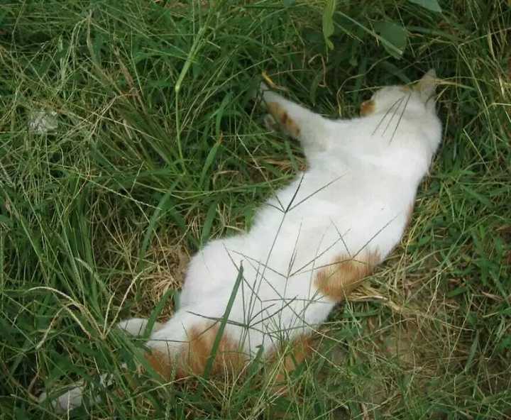 "大学生宿舍养猫遭反对 学生会干部2次摔猫致死" 这件
