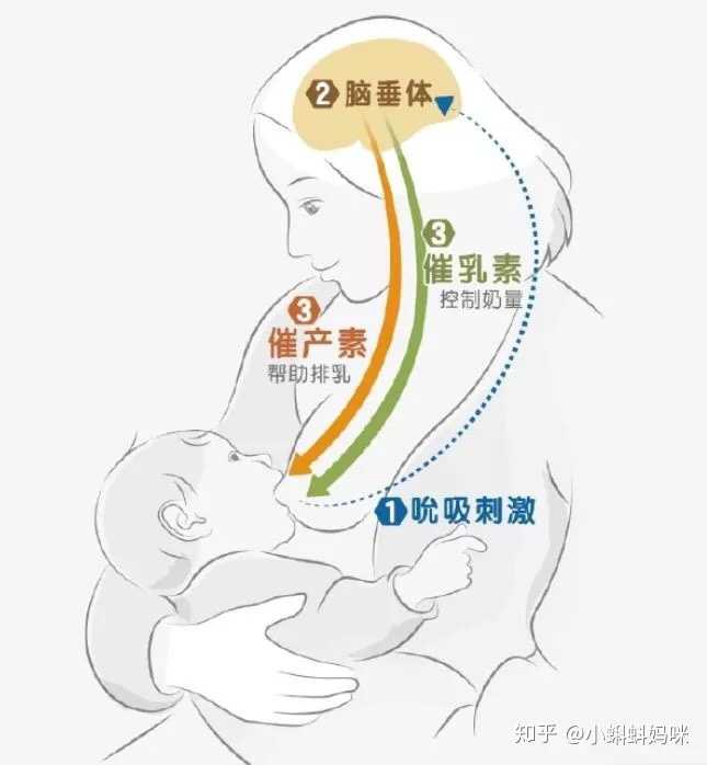 婴儿在妈妈怀里吃母乳就睡觉怎么办