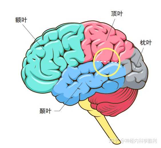 大脑右颞叶是指?