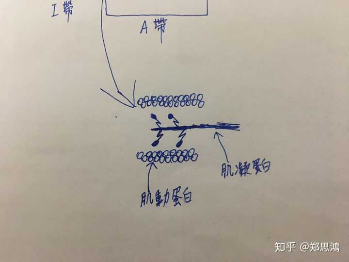 训练后肌肉恢复量是否定量 知乎