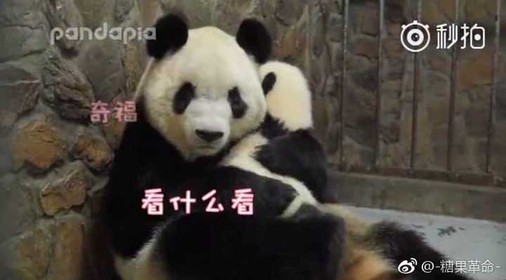 作为熊猫粉,你最爱的熊猫是哪一只?