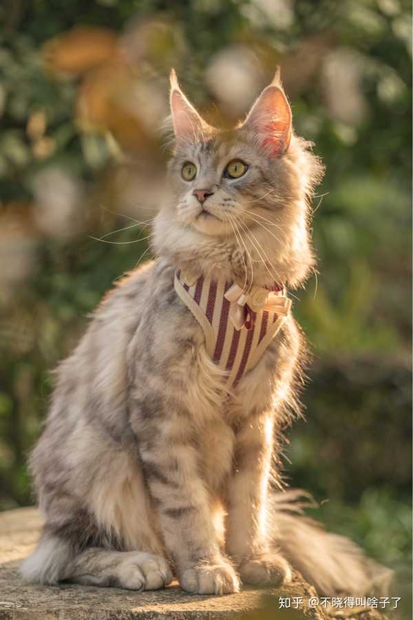 最好看的银虎斑缅因猫长什么样子?