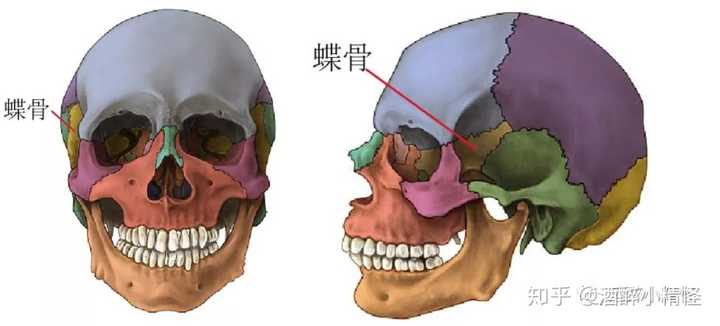 蝶骨就不做详细的描述了,这个部位形态就如一只蝴蝶,主要位于颅骨之