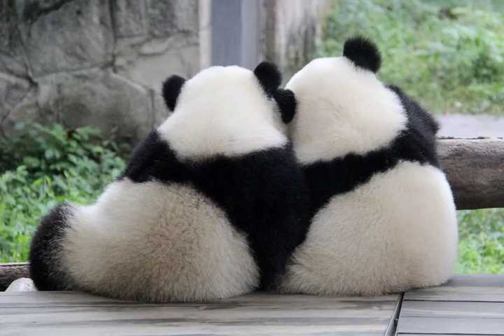 熊猫幼崽真的,全世界再也没有比它更可爱的动物了