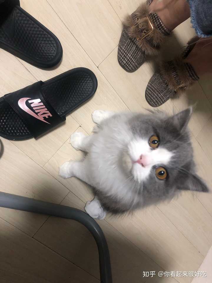 家里四只猫 一起吸猫薄荷 小花已上头 永远拍不到小花好看的照片 明明