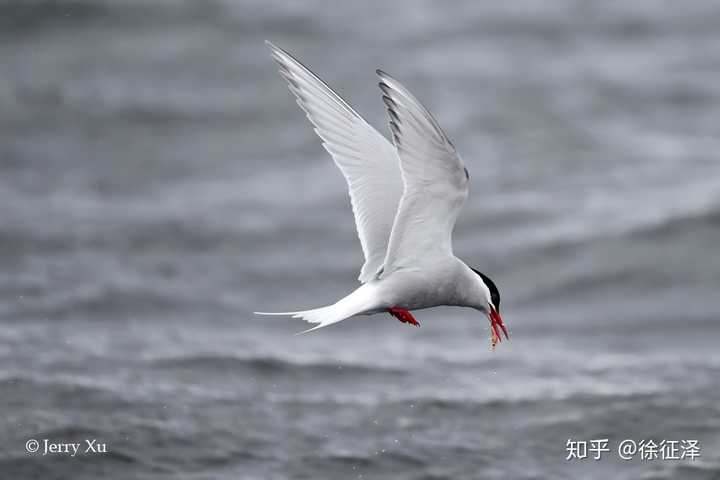 南极燕鸥(antarctica tern)