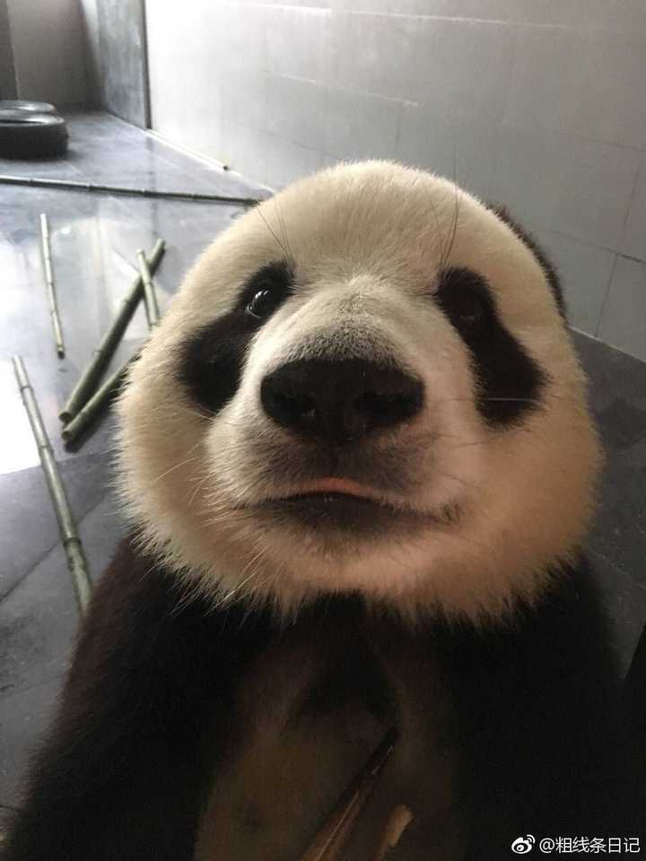作为熊猫粉,你最爱的熊猫是哪一只?