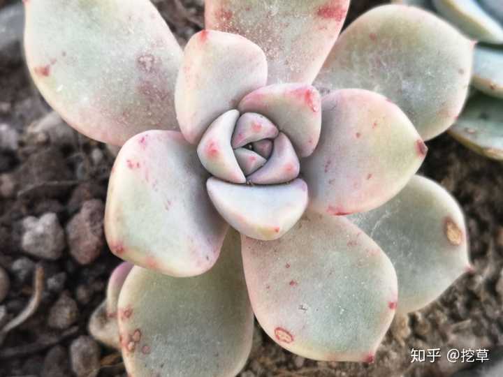 养500盆多肉植物是怎样的体验