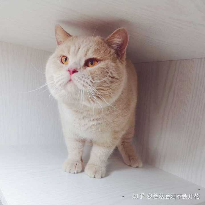 养一只乳色英短猫是一种怎样的体验?