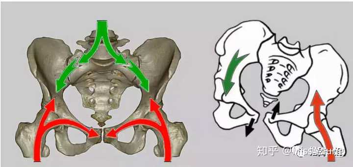 单侧腿抬起下压,另一侧的腿就处于不工作状态,而上压的腿带动骨盆旋转