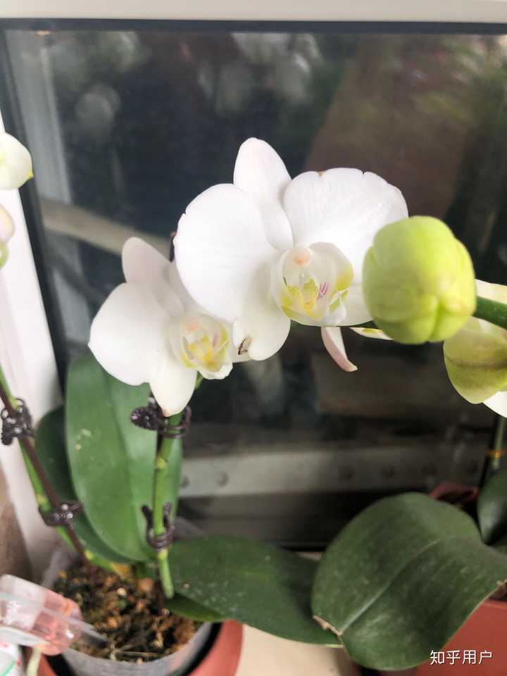 大家都在阳台养过什么好看的花?