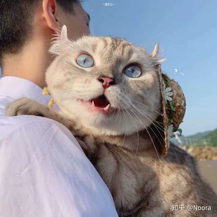 求图来了 有没有敲可爱的猫咪头像?