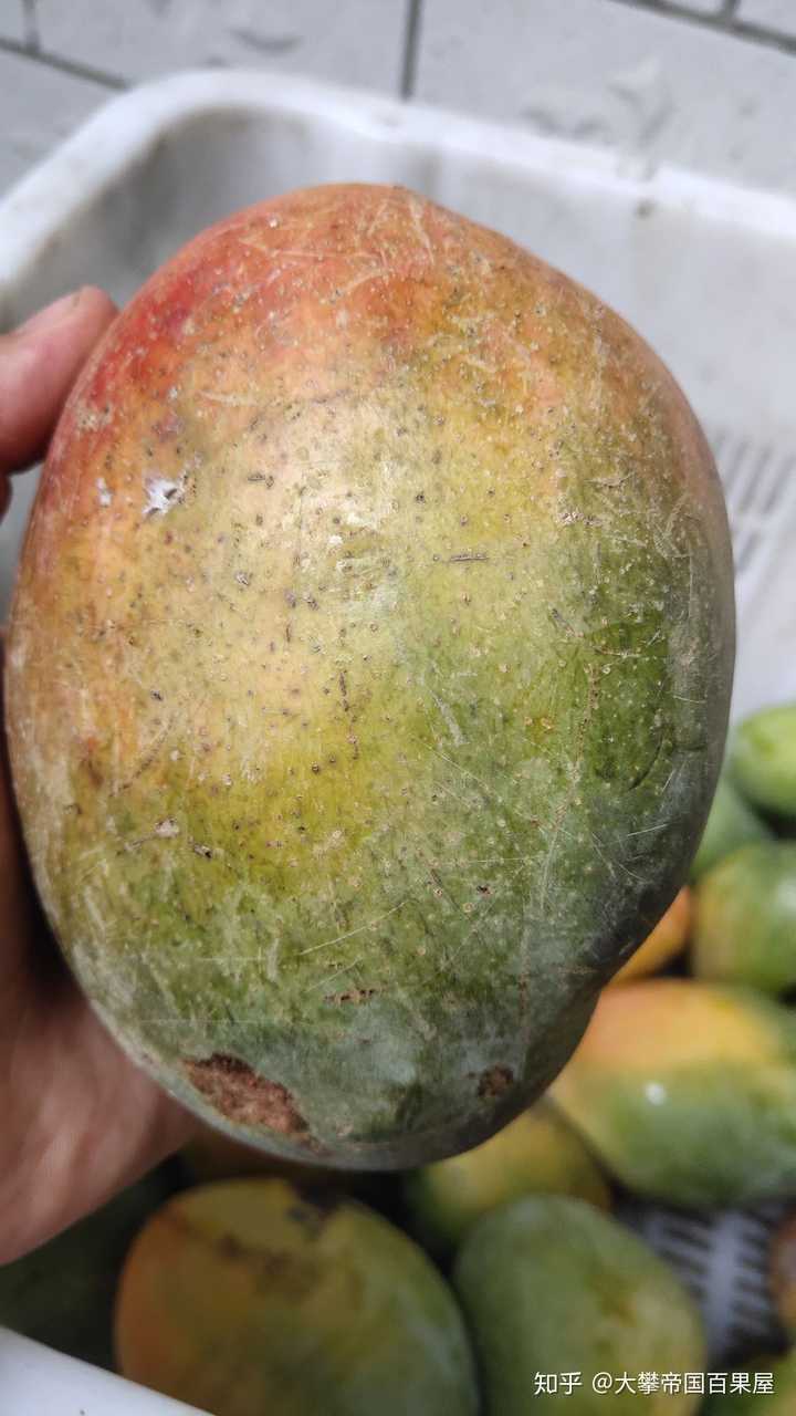 为什么这么多年了我还没迟到过无核芒果?