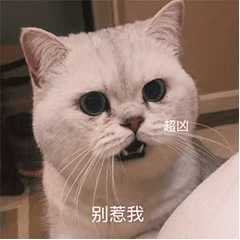 猫猫生气,气呼呼的样子还是很可爱呀