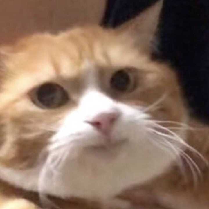 有哪些可爱到哭泣的猫咪图片或者表情包?