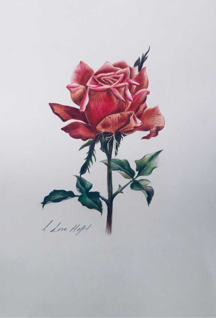 你见过哪些让你惊艳的植物彩铅画?