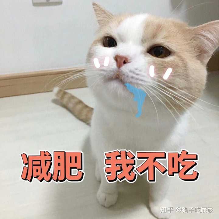 你们有没有珍藏着的猫咪表情包?