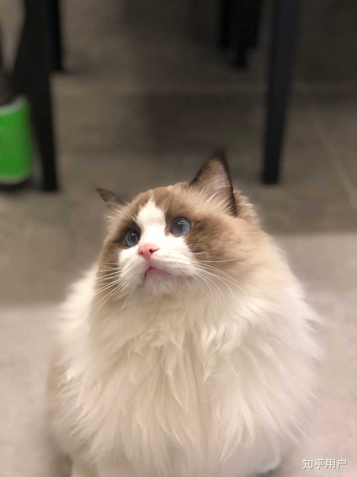 只有少数品种的猫不掉毛或者掉毛可以忽略不计的 养了布偶是不会