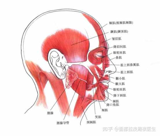 面部肌肉下垂有什么表现