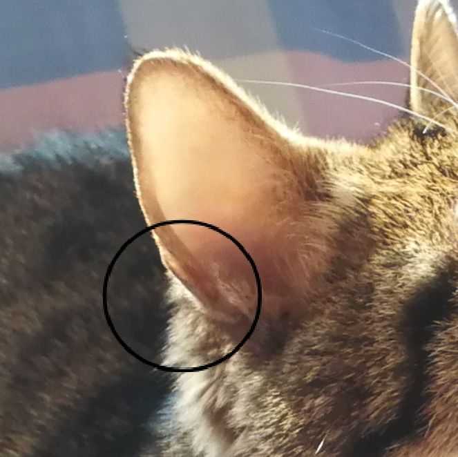 猫咪耳朵后面分成了两块?