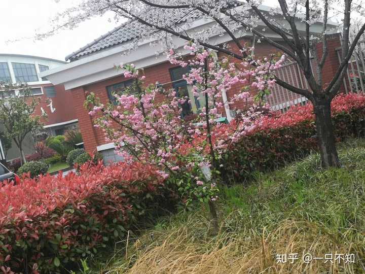 上海市浦东新区川沙中学南校怎么样?