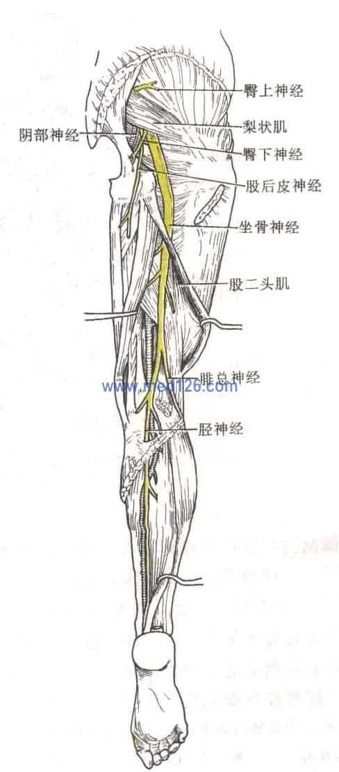 做周六野的视频的时候,躺着举起右腿会觉得好像有一根筋拉着无法举高