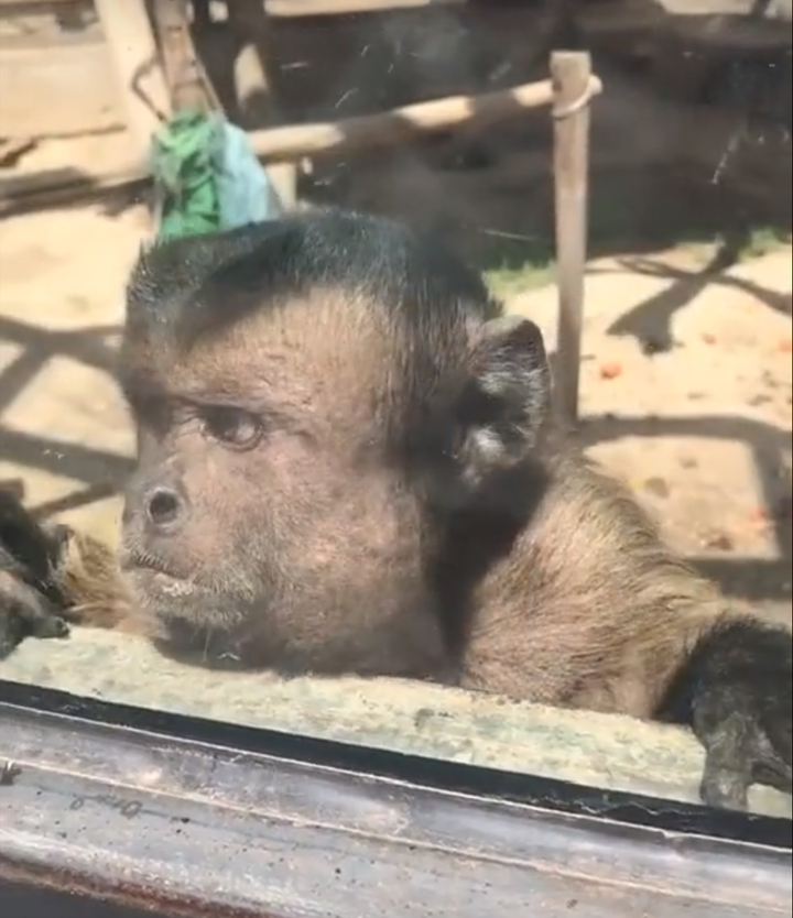 实际上我在其他视频中也见到过这种猴子.